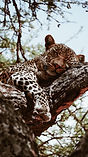leopard spotted on the tree in a 5 days tanzania safari