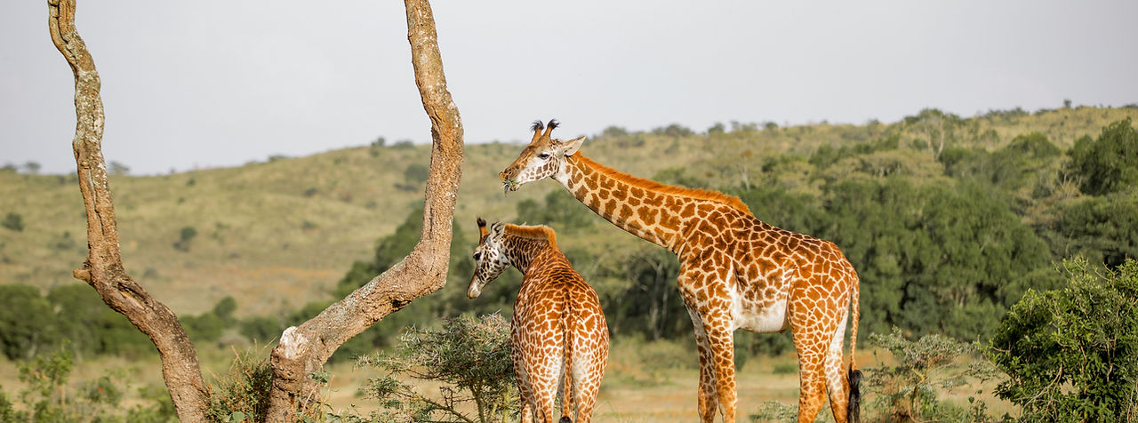 Image by Moses Londo