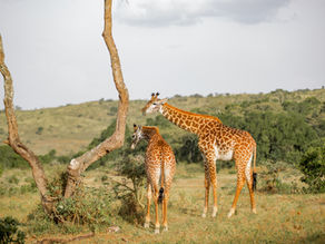 Arusha National Park | Everything You Need To Know