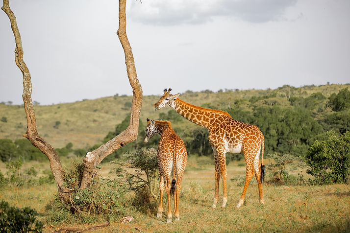 Image by Moses Londo