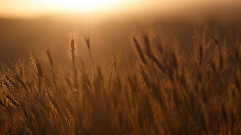 Image by Adriel Kloppenburg