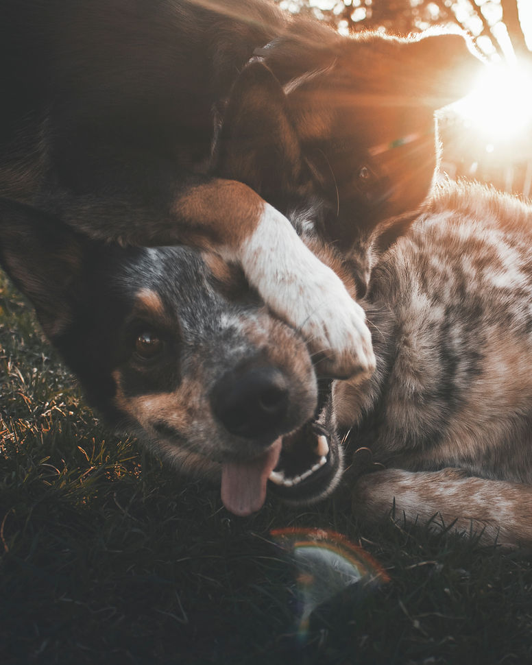 Verhaltenstherapie Hund