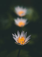 Image by Sachin Amarasinghe
