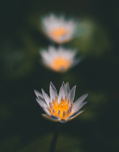 Image by Sachin Amarasinghe