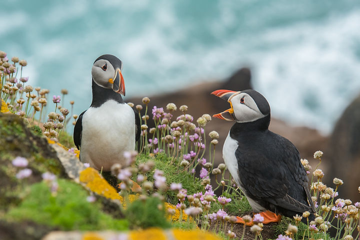 Image by Wynand van Poortvliet