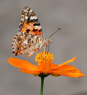 Image by Yuichi Kageyama