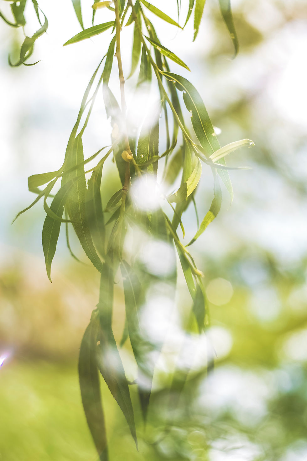 Tinctuur: Wilgenbast - Salix alba