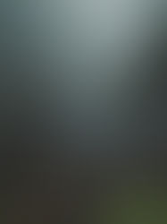 Foggy evergreen forest path under dark trees, with misty gray light and a moody, quiet atmosphere.
