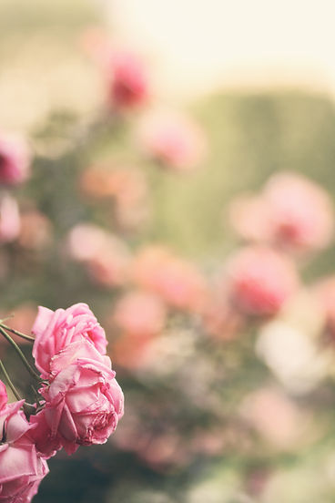 Image by Alina Sofia