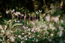 Image by Annie Spratt