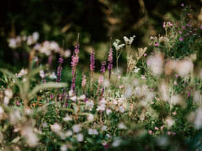 Wildflowers and wellbeing