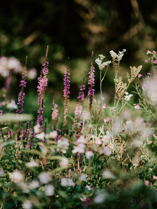 Le Parc Floral de Paris