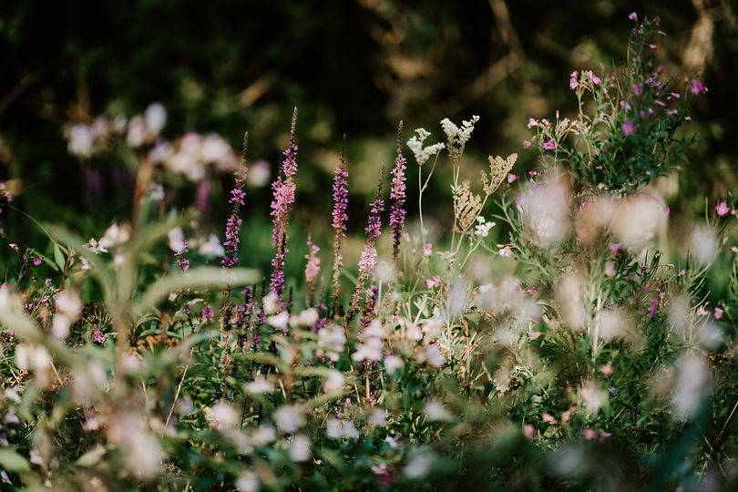 Image by Annie Spratt