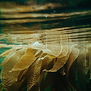 Image by Shane Stagner
