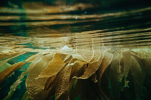 Image by Shane Stagner