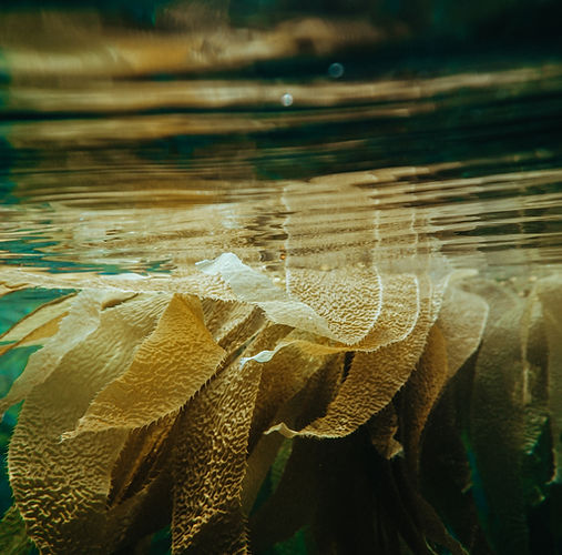 Image by Shane Stagner