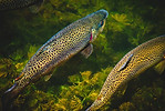 RiverWalk Inn - Best Hotel in Pagosa Springs with Ponds and a river walking trail