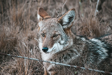 Coyote