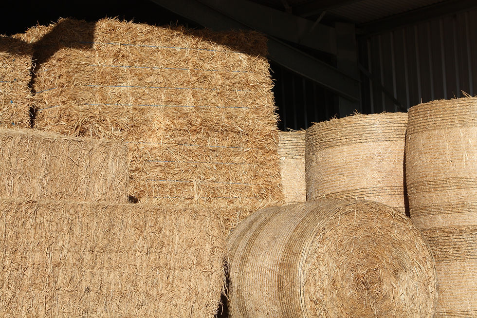 high quality hay will have less of a chance to have foxtails in it