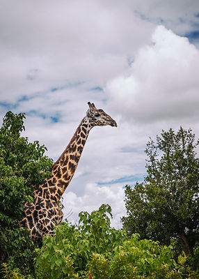 Image by Roger Erdvig