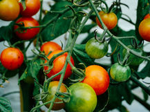 18 Essential Plant Nutrients for Optimal Growth and Development