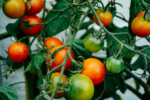 Tomatoes growing on a vine. Image by Dan Gold