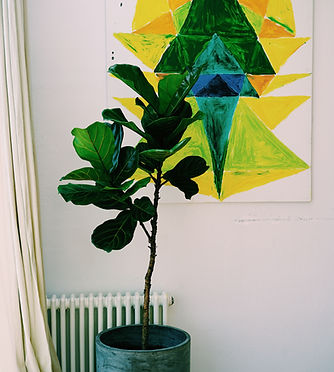 Fiddle Lead tree near heater