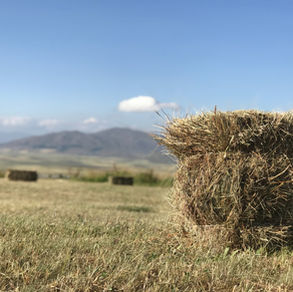 איכות תזונתית של חציר לסוסים: מה אנחנו צריכים לדעת לעתיד?