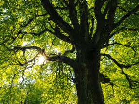 Family Trees