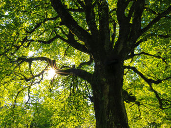 Structure of Tree