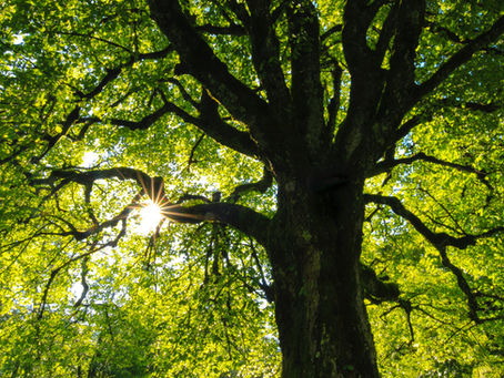 Yoga Roots and Branches Supporting Children & Development