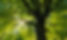Tree Care Services