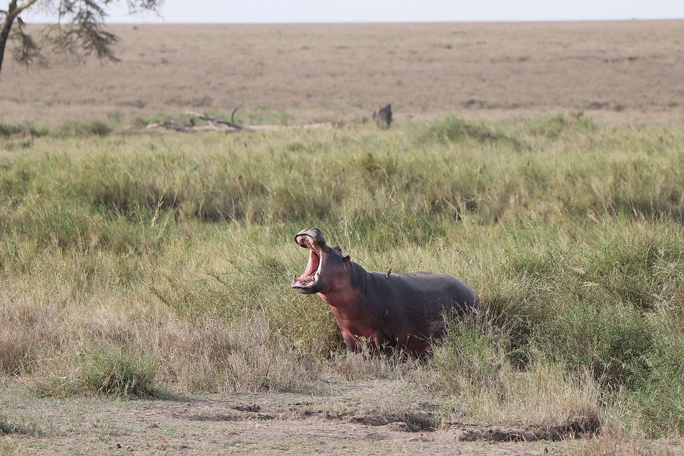 Hippopotamus Attacks
