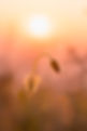 Image de Daniel Mirlea