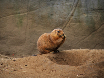 Up to 20 non-native prairie dogs loose at Wisconsin's Shamba Safari