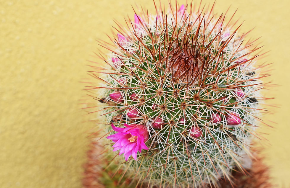 Pincushion Cactus (Mammillaria)