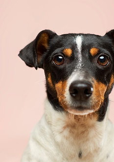 B&B pet-friendly lugo