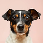 Dog and Pet Friendly Luxury Apartments Pensacola