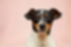 Small Dog