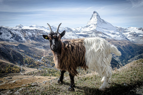 Valais Blackneck Goat