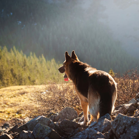 Palliative Krebstherapien für Hunde: Einfühlsame Begleitung im letzten Lebensabschnitt