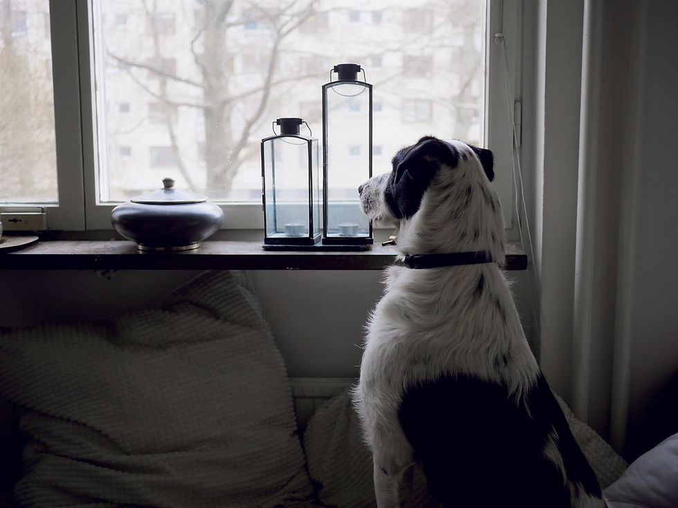 hond alleen thuis kijkt uit raam