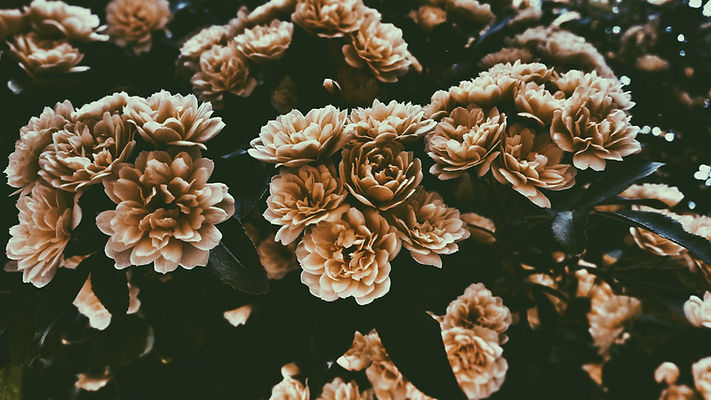 Image by Muhammed Kara