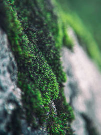 Drone releases moss killer powder in remote locations, offering a safe and efficient solution for moss prevention without the need for harmful pesticides.