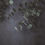 Thumbnail: Eucalyptus EO 10ml