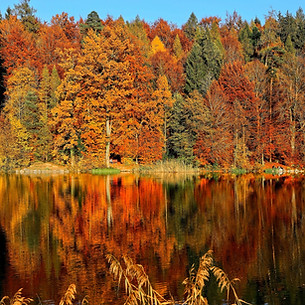 Fall Trees in New Hamsphire