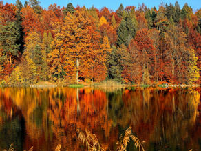Fall Into Winter