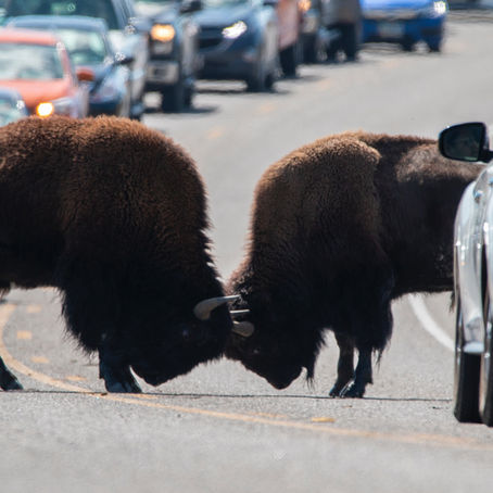 Yellowstone Fun Facts: Busting Myths and Discovering the Truth Together