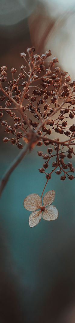 Image by Aaron Burden
