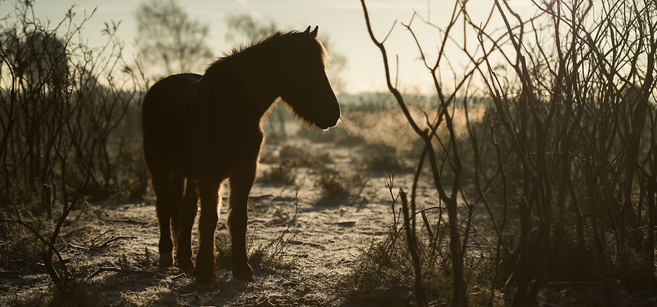 Image by Annie Spratt
